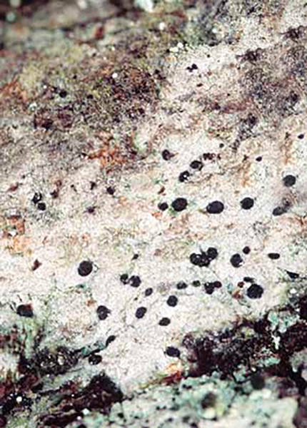 Artfakta från SLU Artdatabanken