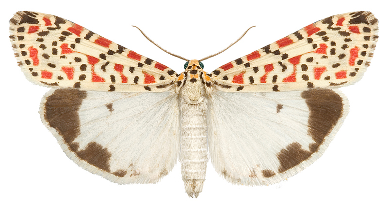 Artfakta från SLU Artdatabanken