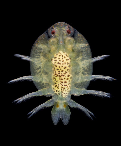 Artfakta från SLU Artdatabanken