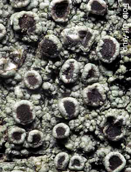 Artfakta från SLU Artdatabanken