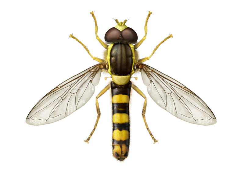 © Anders Rådén/SLU Artdatabanken