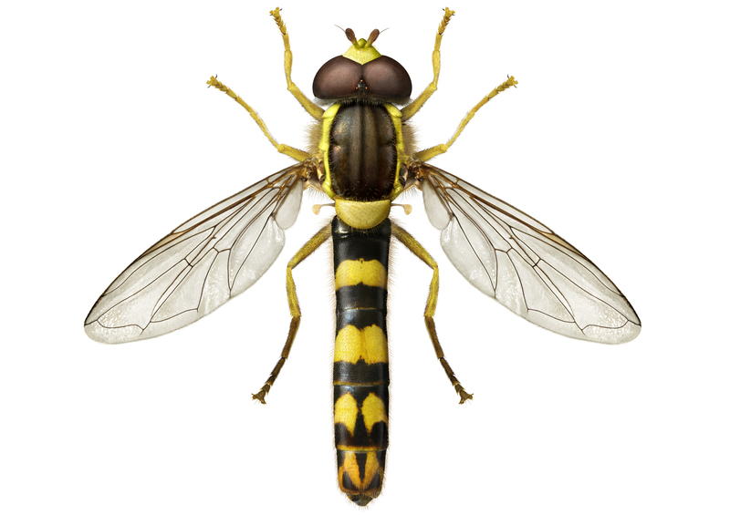 © Anders Rådén/SLU Artdatabanken