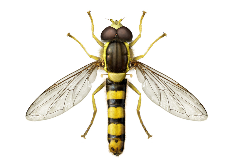 © Anders Rådén/SLU Artdatabanken