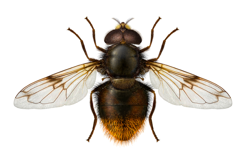 © Erik Nasibov/SLU Artdatabanken