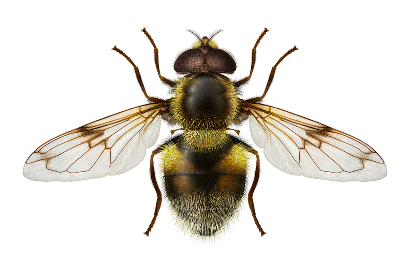 © Erik Nasibov/SLU Artdatabanken