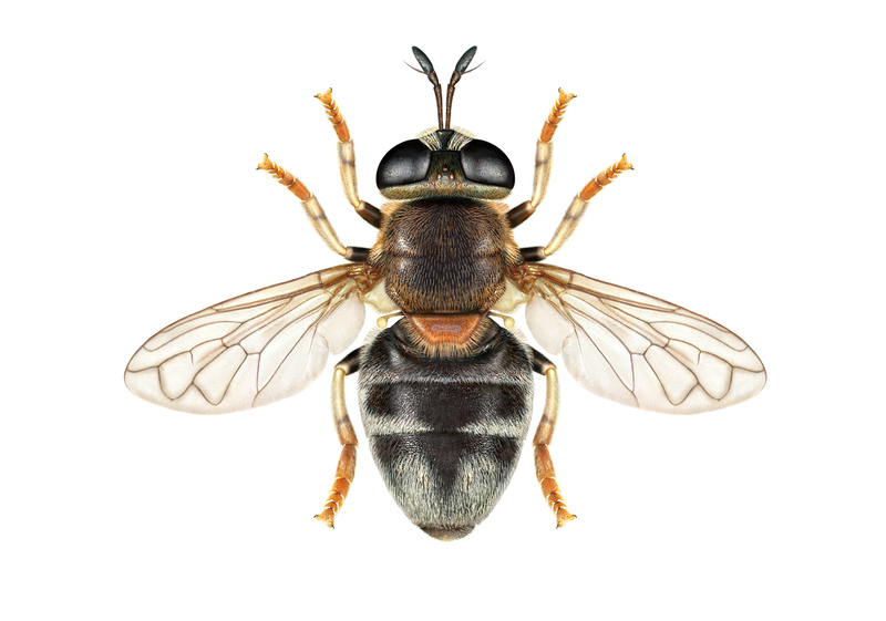 Artfakta från SLU Artdatabanken