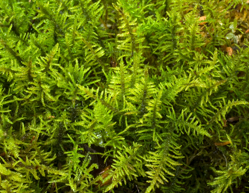 Artfakta från SLU Artdatabanken