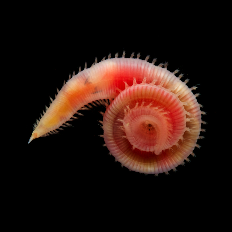 Artfakta från SLU Artdatabanken