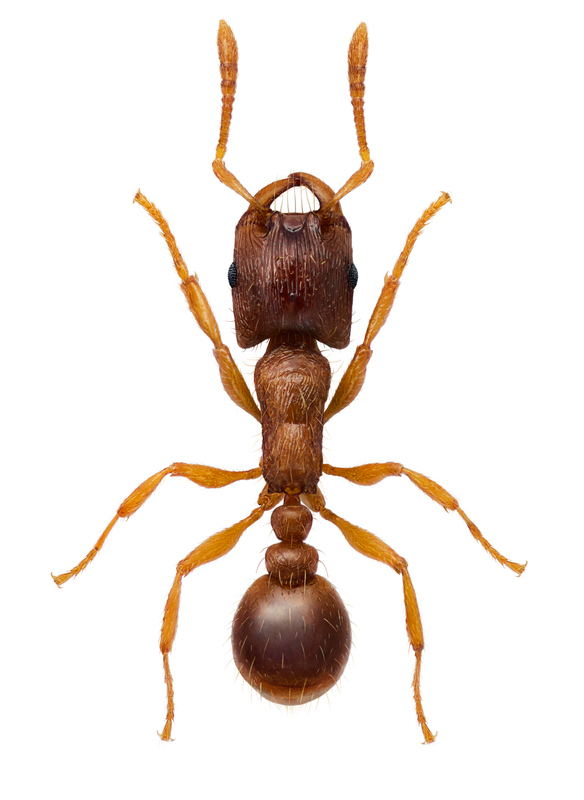 Artfakta från SLU Artdatabanken