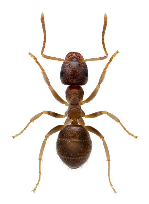 Artfakta från SLU Artdatabanken