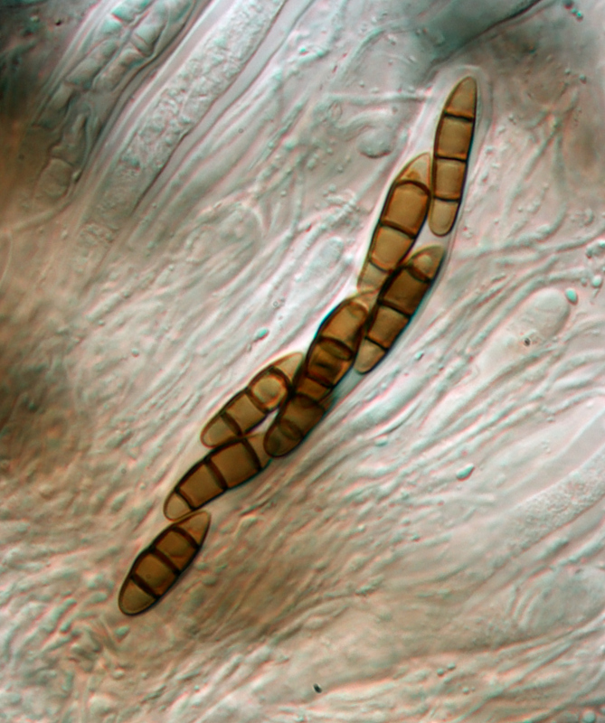 Artfakta från SLU Artdatabanken