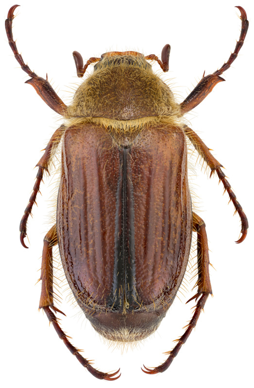 Artfakta från SLU Artdatabanken