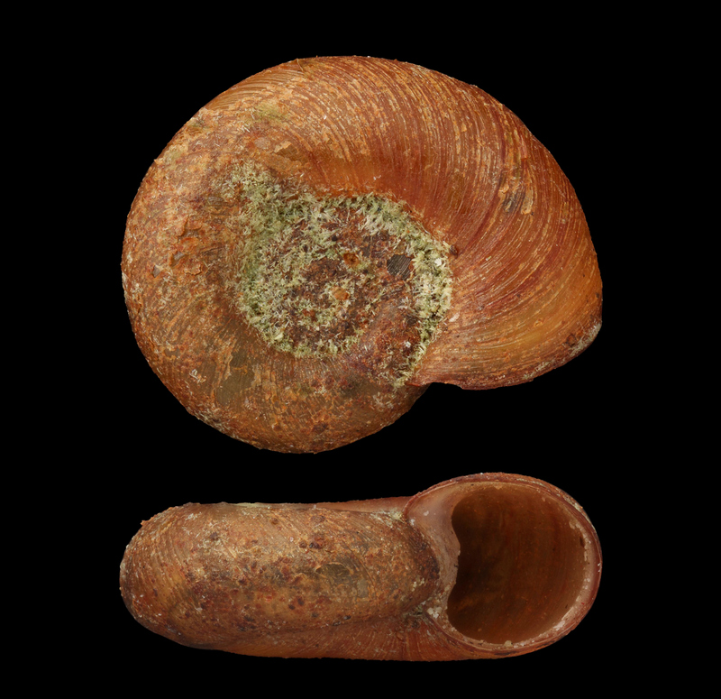 Artfakta från SLU Artdatabanken