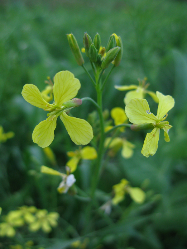 Artfakta från SLU Artdatabanken