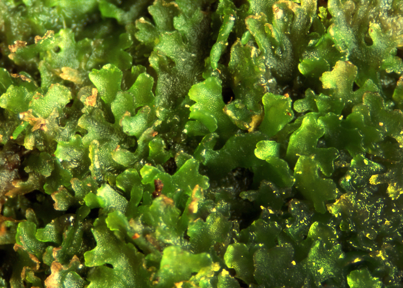 Artfakta från SLU Artdatabanken