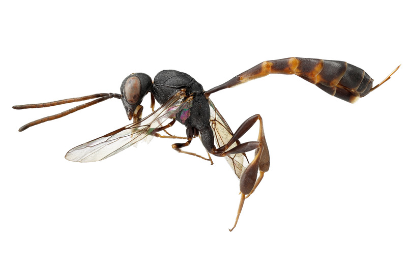 Artfakta från SLU Artdatabanken