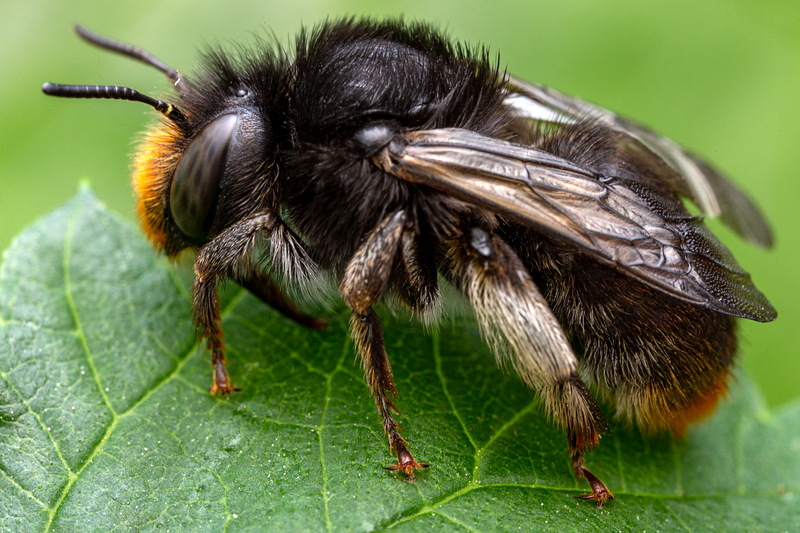 Artfakta från SLU Artdatabanken