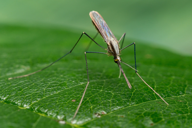 Artfakta från SLU Artdatabanken