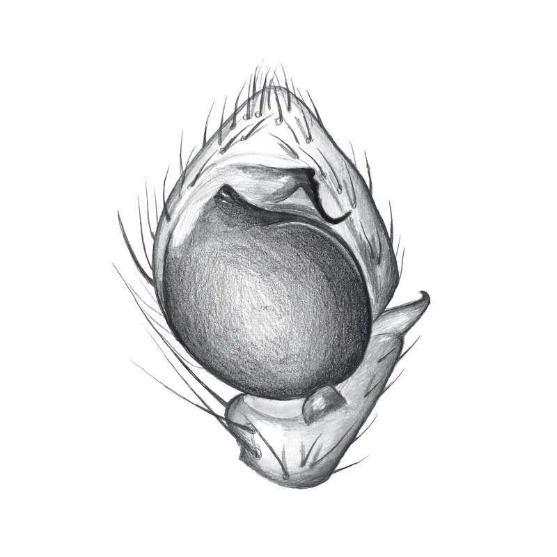 Artfakta från SLU Artdatabanken