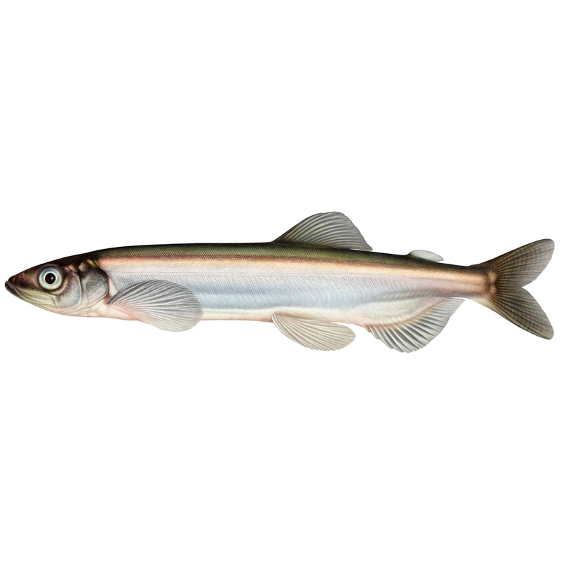 Inte den enda fisken i havet dating
