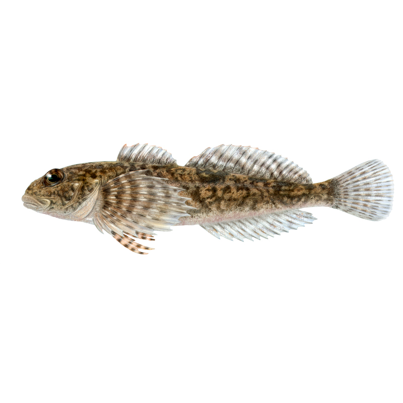 Benfisk dating