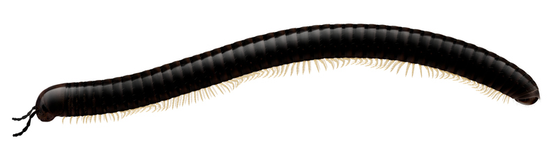 Artfakta från SLU Artdatabanken