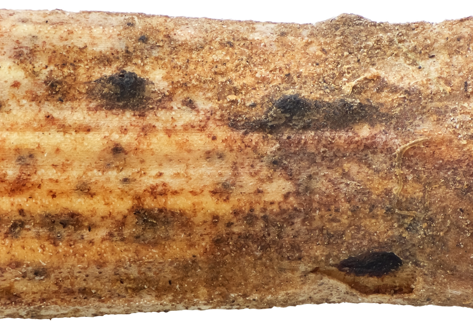 Artfakta Fr n SLU Artdatabanken