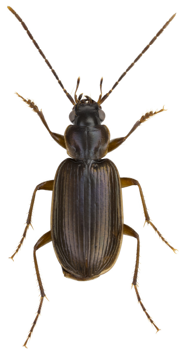 Artfakta från SLU Artdatabanken