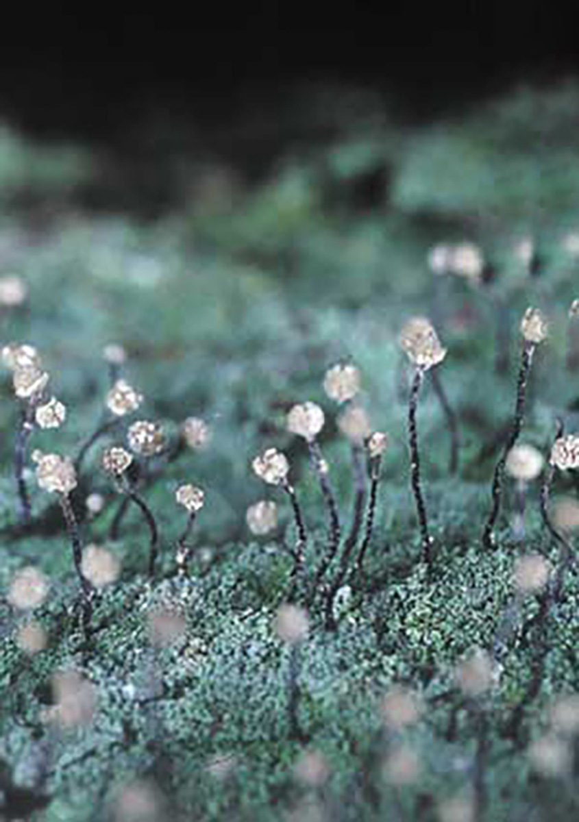 Artfakta från SLU Artdatabanken