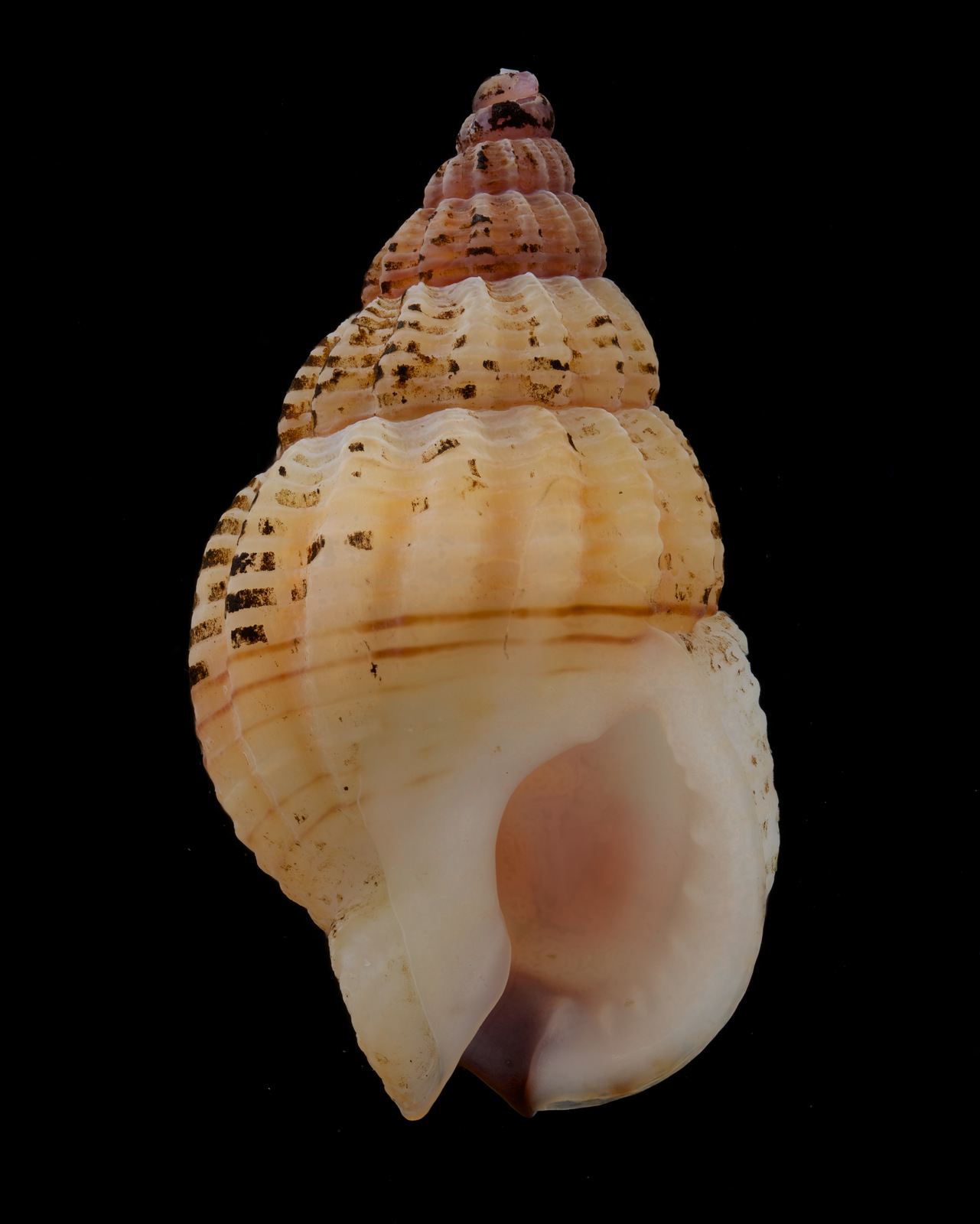 Artfakta Fr n SLU Artdatabanken