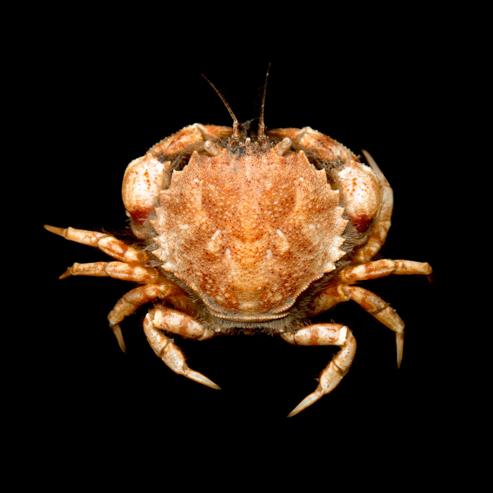 Artfakta från SLU Artdatabanken