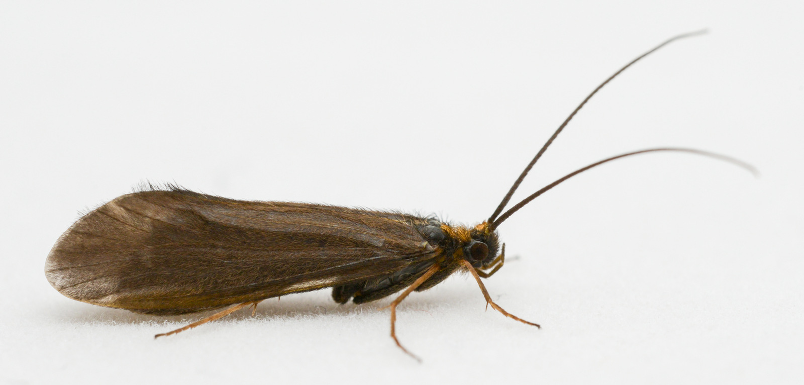 Artfakta Fr n SLU Artdatabanken