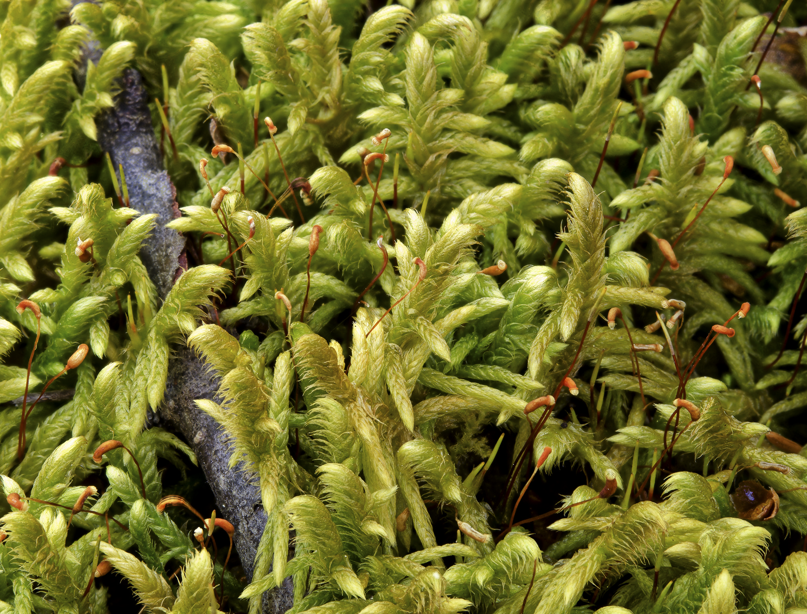 Artfakta Fr n SLU Artdatabanken