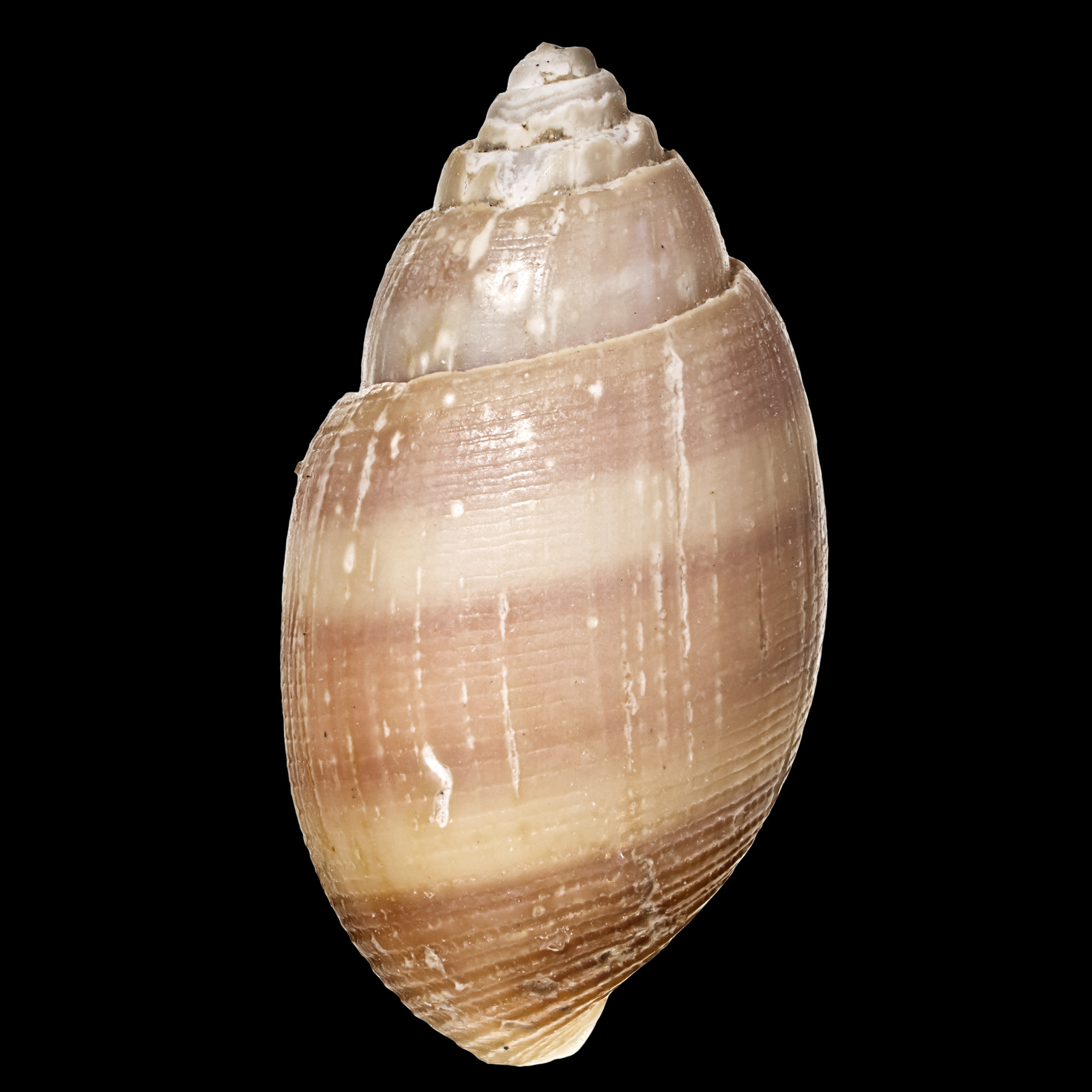 Artfakta från SLU Artdatabanken