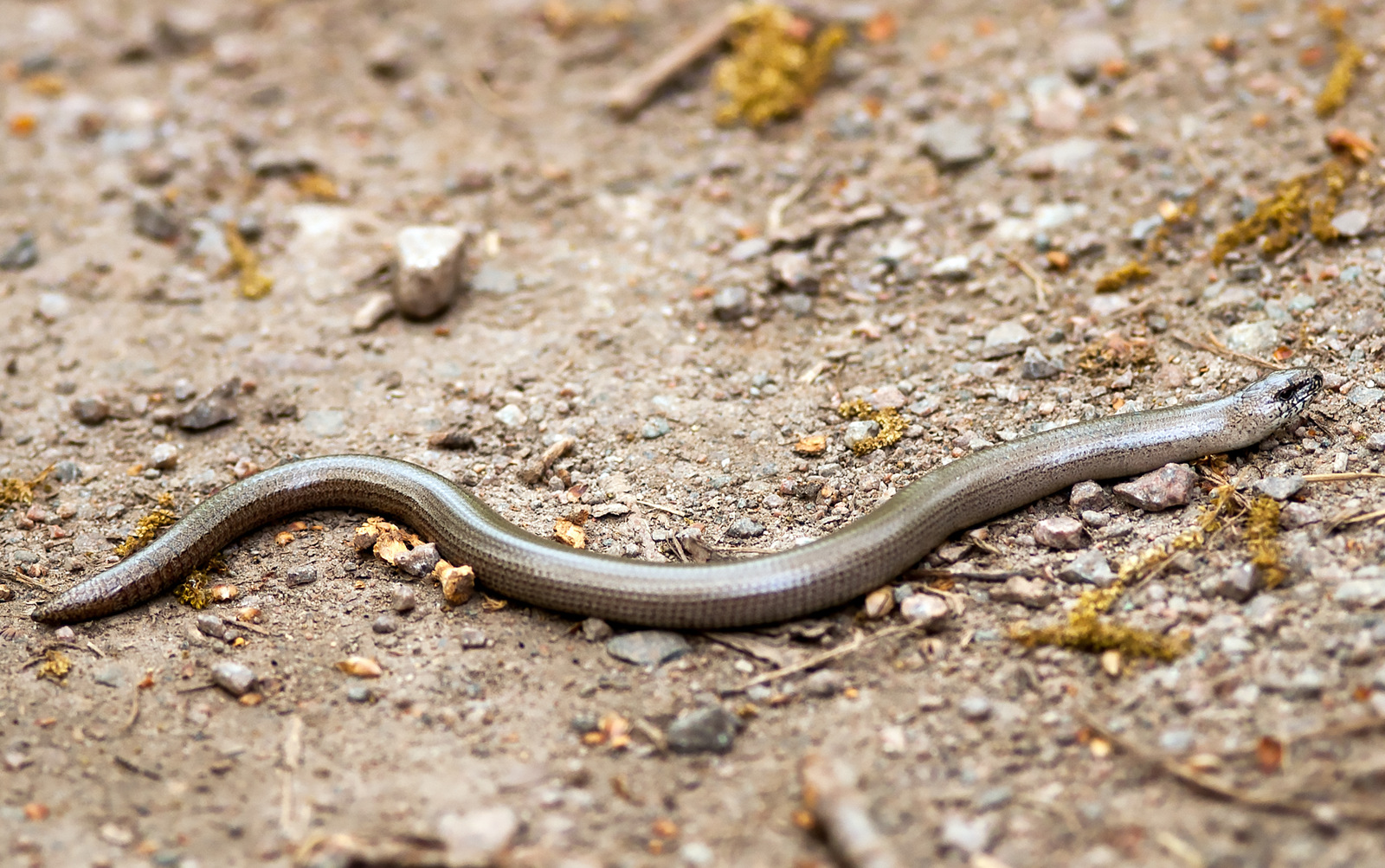 Woodcraft Jeopardy Template