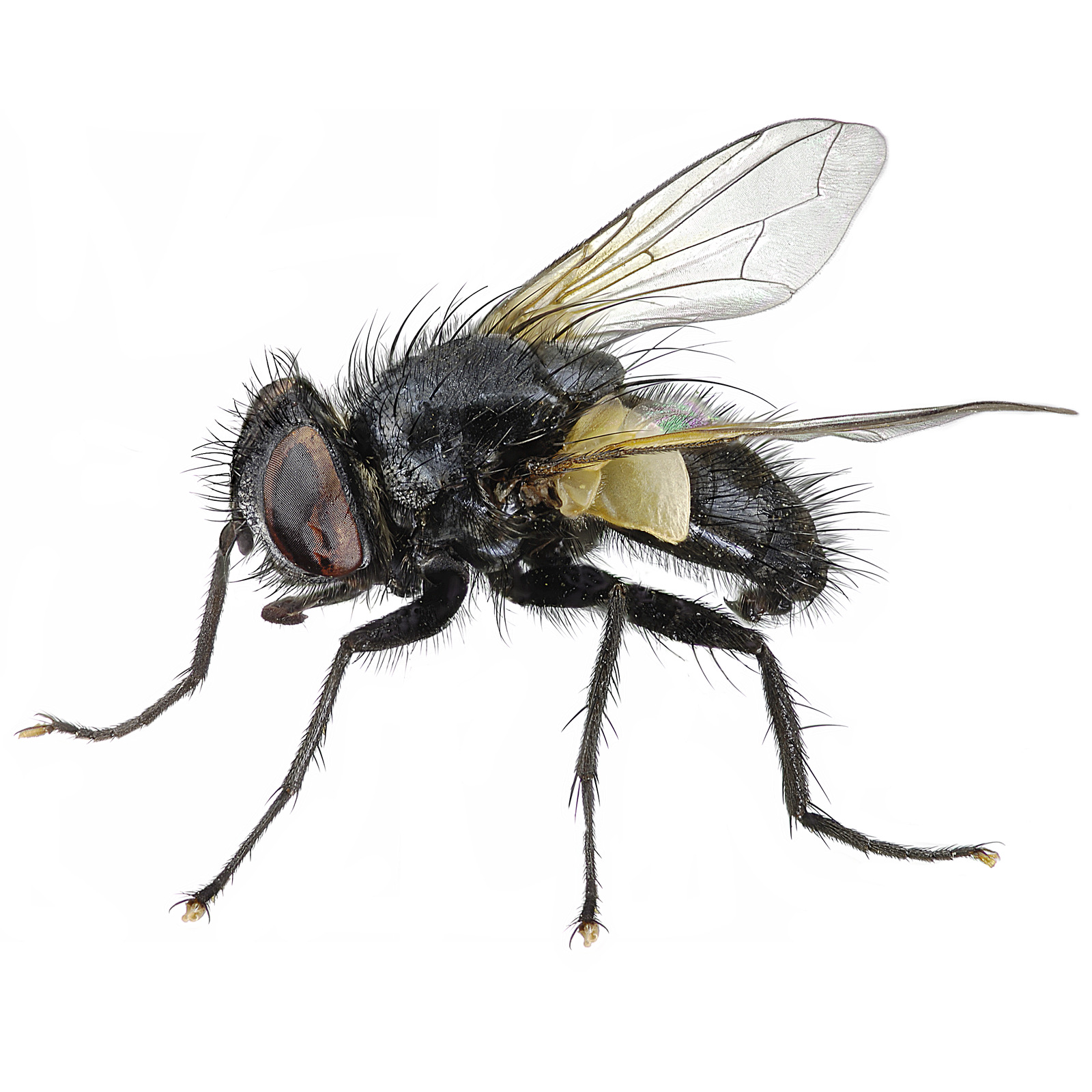 Artfakta Fr n SLU Artdatabanken