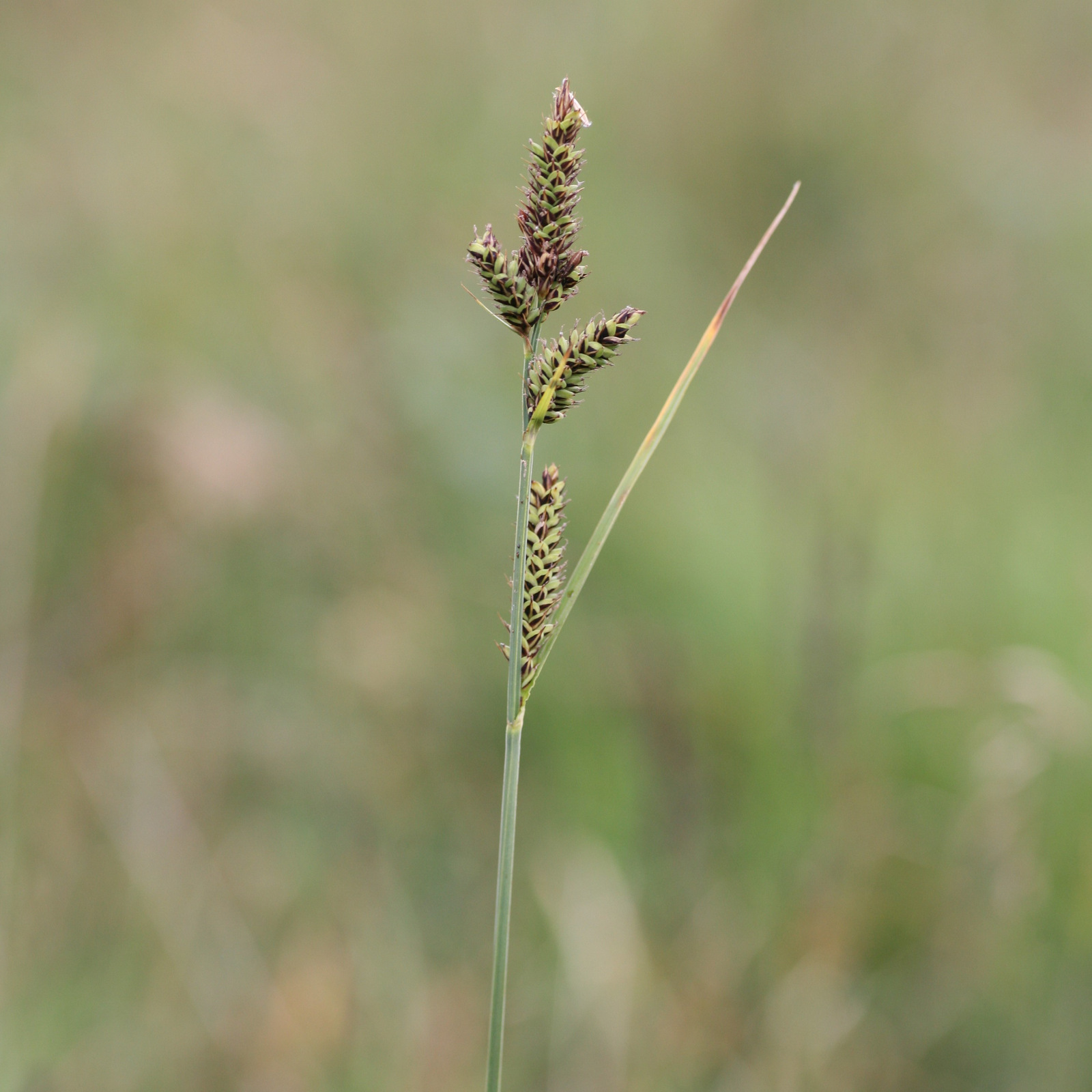 Artfakta från SLU Artdatabanken