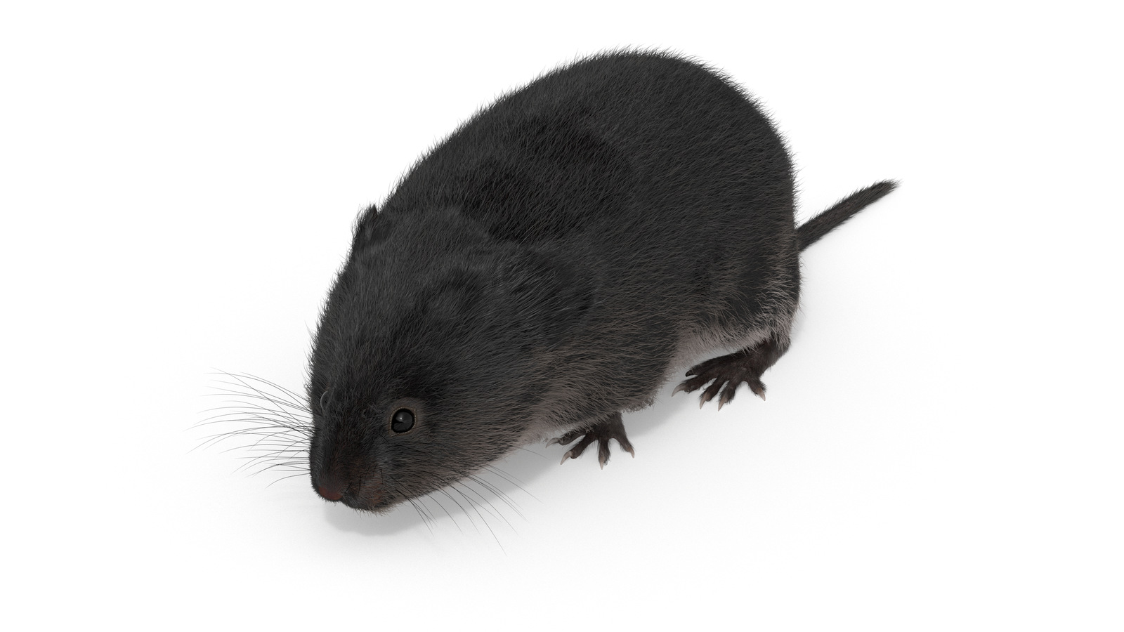 Anus singan porno tomosha qiling va qizili chiqib ketadi.