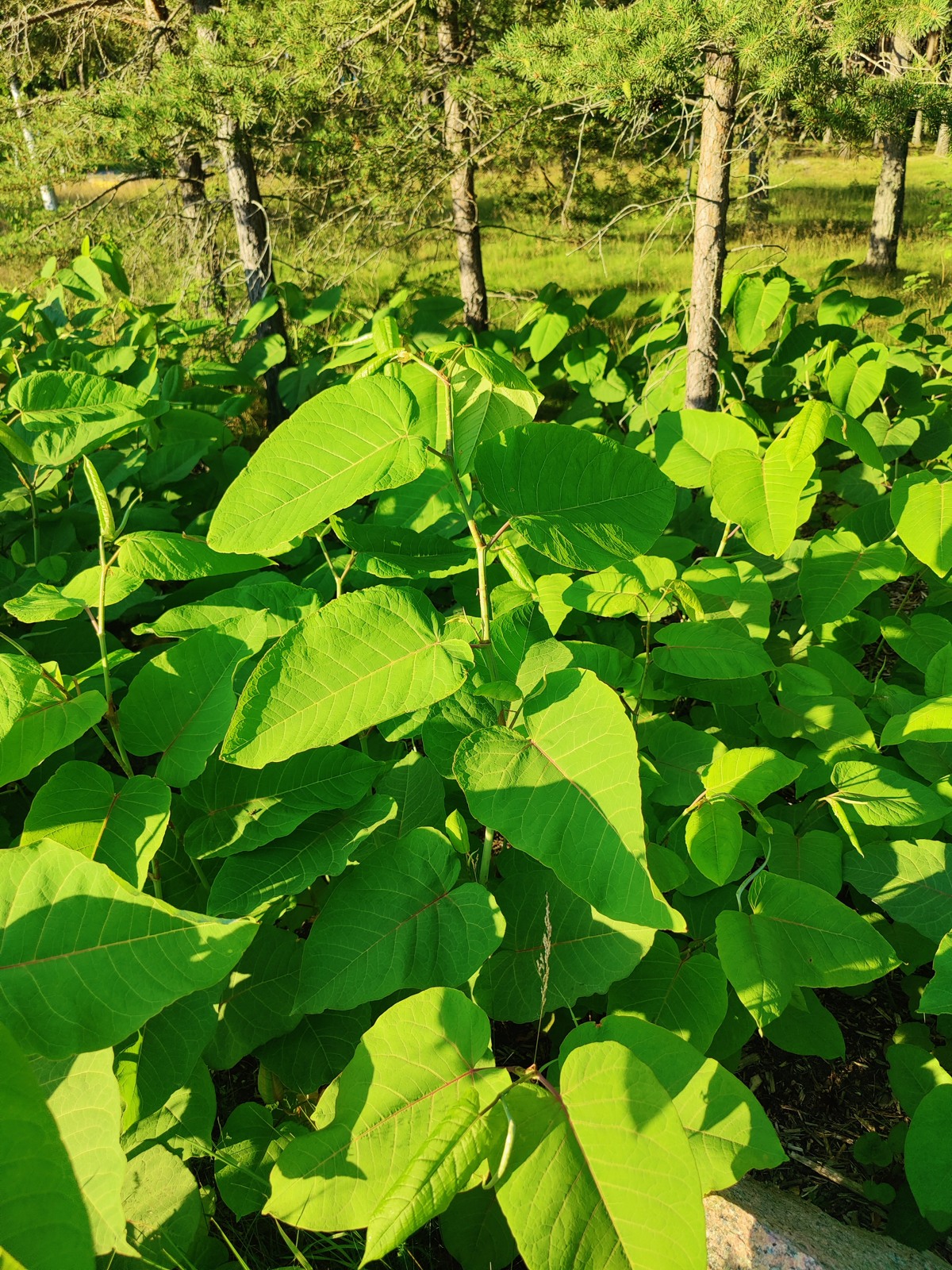 Foto av: Mora Aronsson, CC BY 4.0