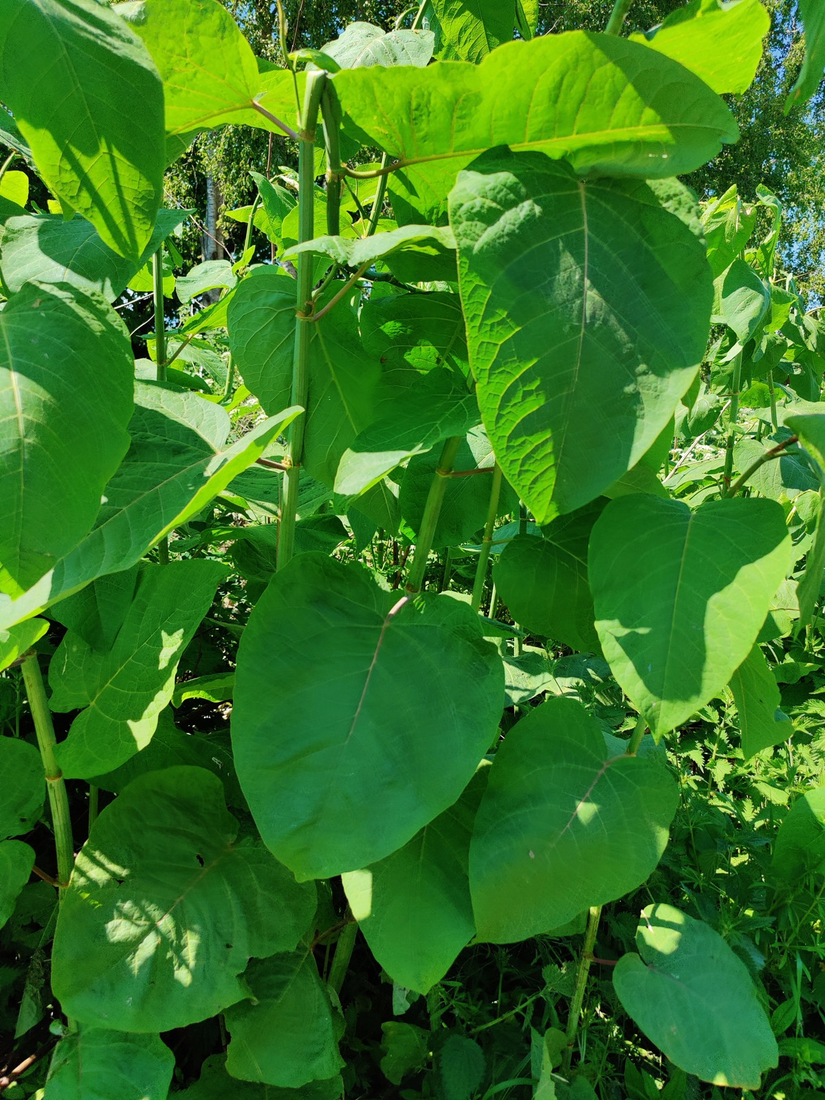 Foto av: Mora Aronsson, CC BY 4.0