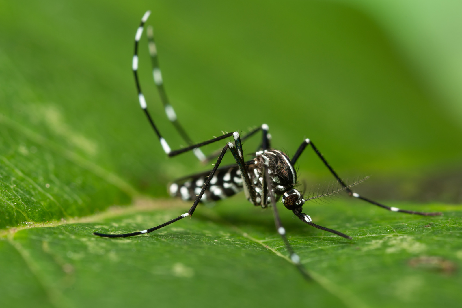 Artfakta Fr n SLU Artdatabanken