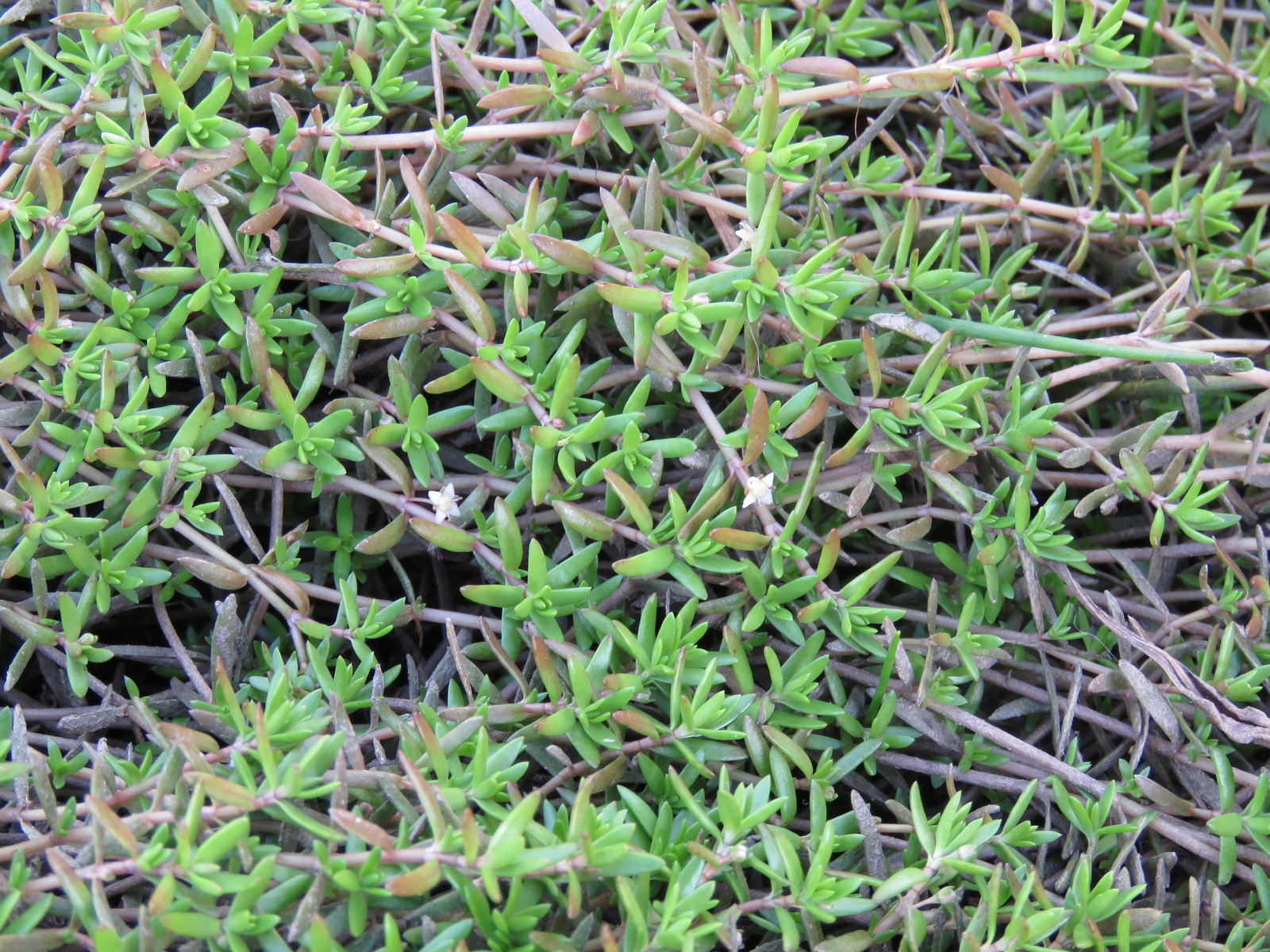 Foto av: Mora Aronsson, CC BY 4.0