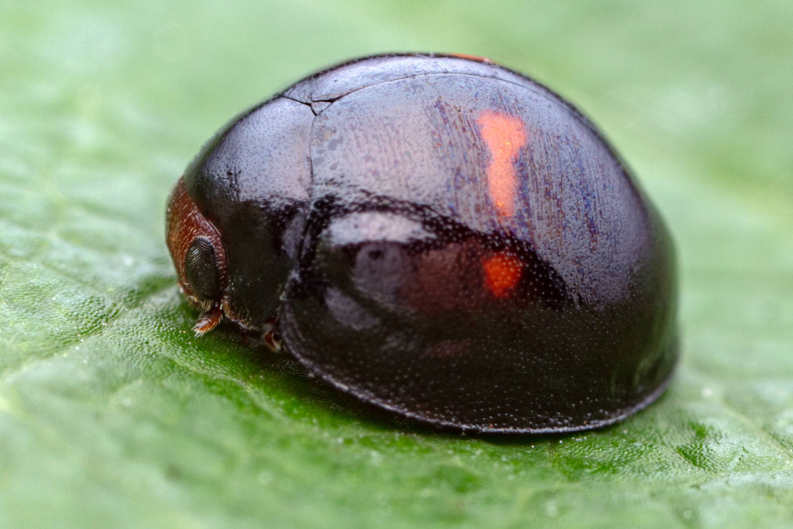 Artfakta Fr n SLU Artdatabanken