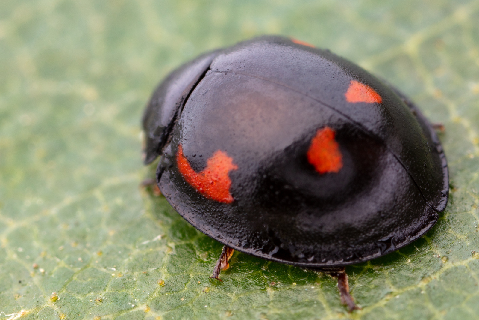 Artfakta från SLU Artdatabanken