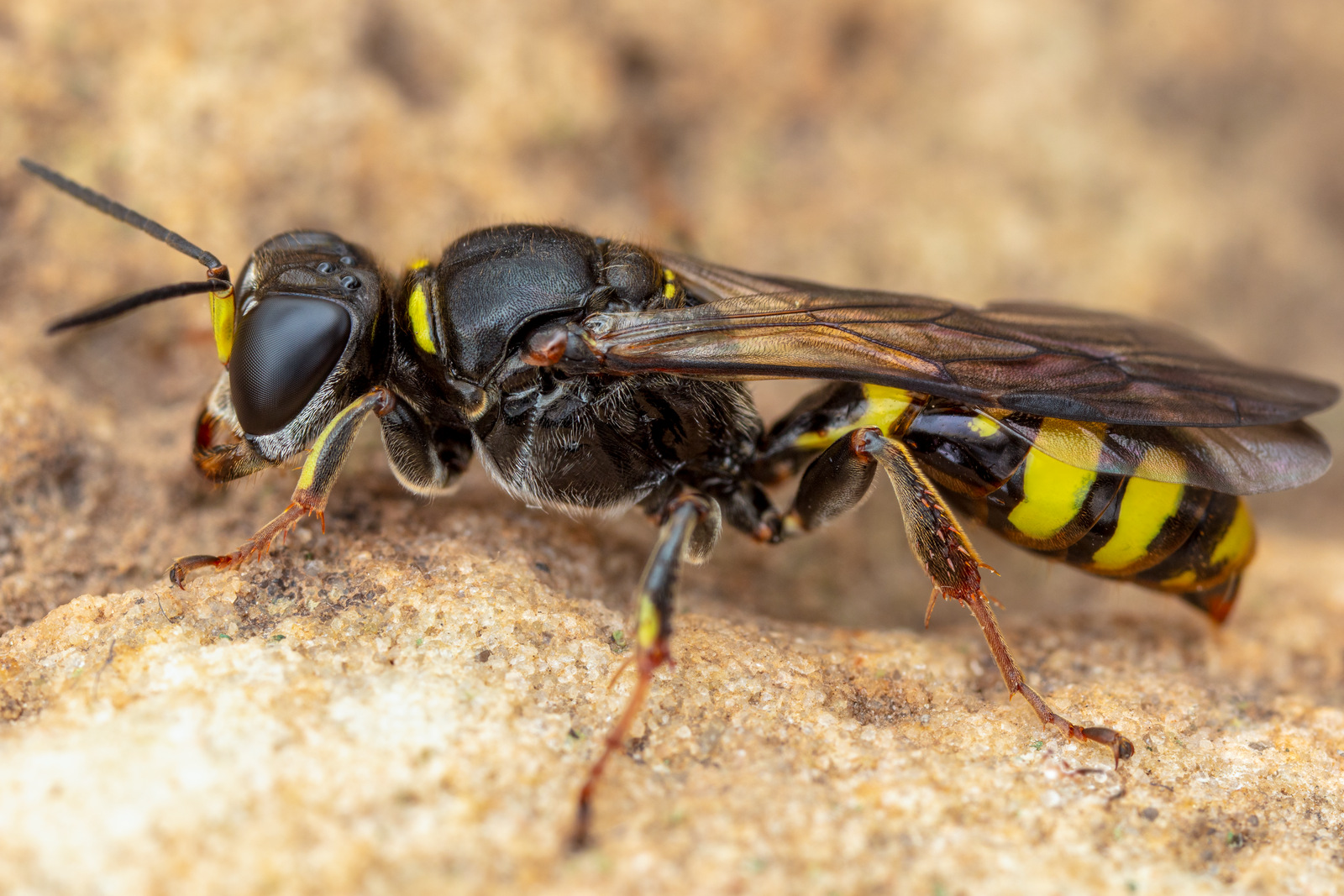 Artfakta från SLU Artdatabanken