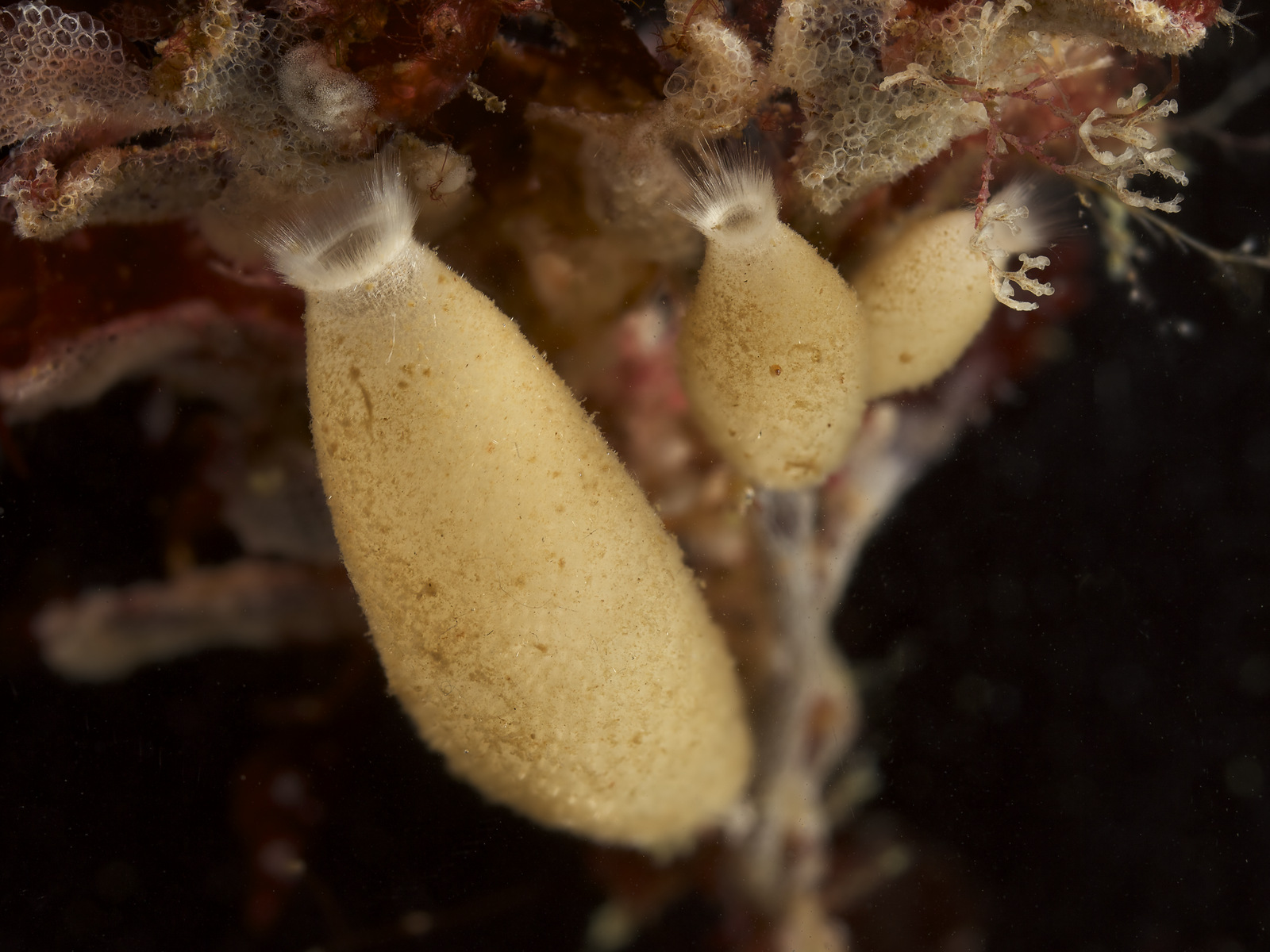 Artfakta Fr n SLU Artdatabanken