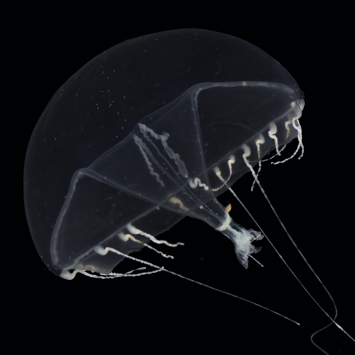 Artfakta från SLU Artdatabanken